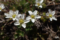 Minuartia recurva