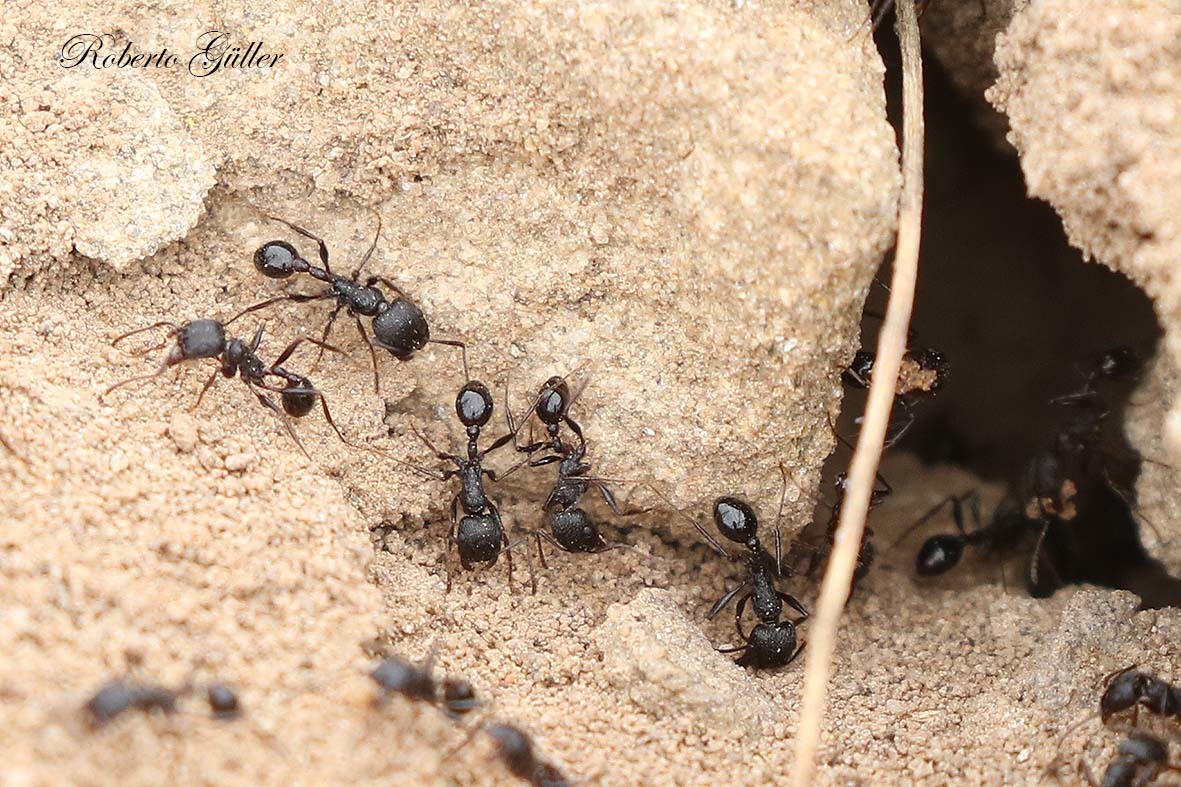Pogonomyrmex brevibarbis