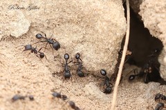 Pogonomyrmex brevibarbis