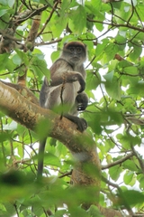 Piliocolobus tephrosceles