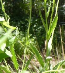 Leucanthemum × superbum
