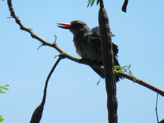 Halcyon senegalensis
