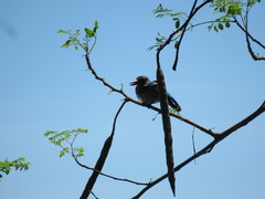 Halcyon senegalensis