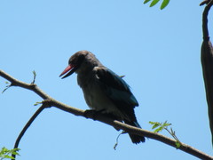 Halcyon senegalensis