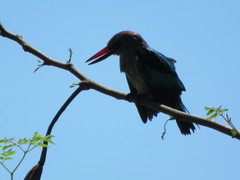 Halcyon senegalensis