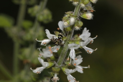 Neocorynura