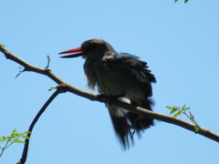 Halcyon senegalensis