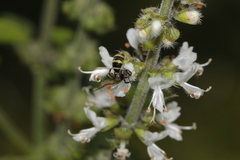 Neocorynura