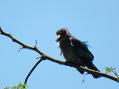 Halcyon senegalensis