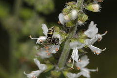 Neocorynura
