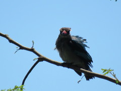 Halcyon senegalensis