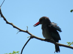 Halcyon senegalensis