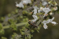Neocorynura