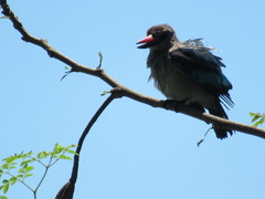 Halcyon senegalensis