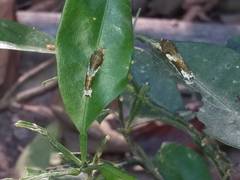 Papilio memnon
