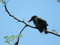 Halcyon senegalensis