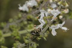 Neocorynura