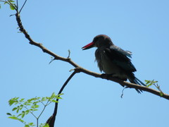 Halcyon senegalensis