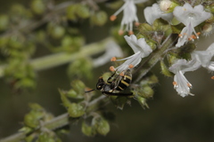 Neocorynura