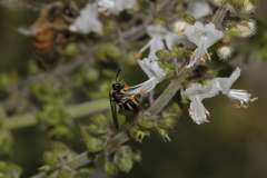 Neocorynura