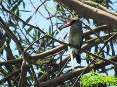 Halcyon senegalensis