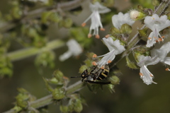 Neocorynura