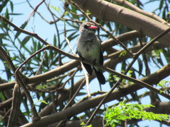 Halcyon senegalensis