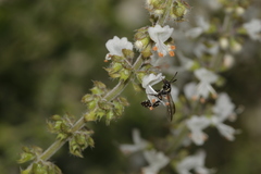Neocorynura