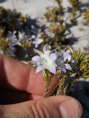 Roella prostrata