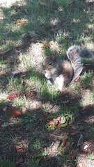 Sciurus carolinensis