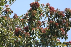 Terminalia paniculata