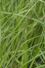 Carex forficula