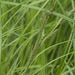 Scabrous Scissors-like Sedge - Photo (c) Svetlana Nesterova, some rights reserved (CC BY-NC), uploaded by Svetlana Nesterova