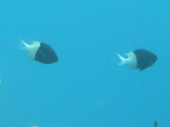 Pycnochromis dimidiatus