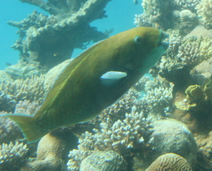 Chlorurus gibbus