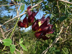 Mucuna coriacea