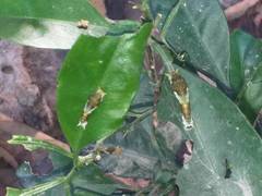 Papilio memnon