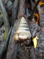 Telescopium telescopium