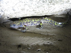 Paradactylodon persicus