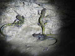 Paradactylodon persicus