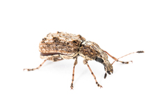 Meconemus infuscatus