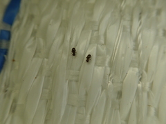 Lepinotus reticulatus