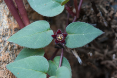 Brachystelma swazicum