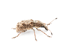 Meconemus infuscatus