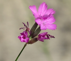Dianthus bessarabicus