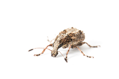 Meconemus infuscatus