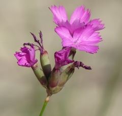 Dianthus bessarabicus