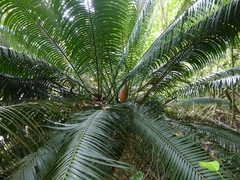 Cycas edentata