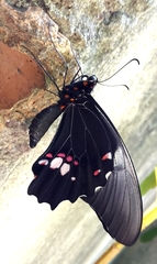 Heraclides anchisiades