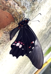 Heraclides anchisiades